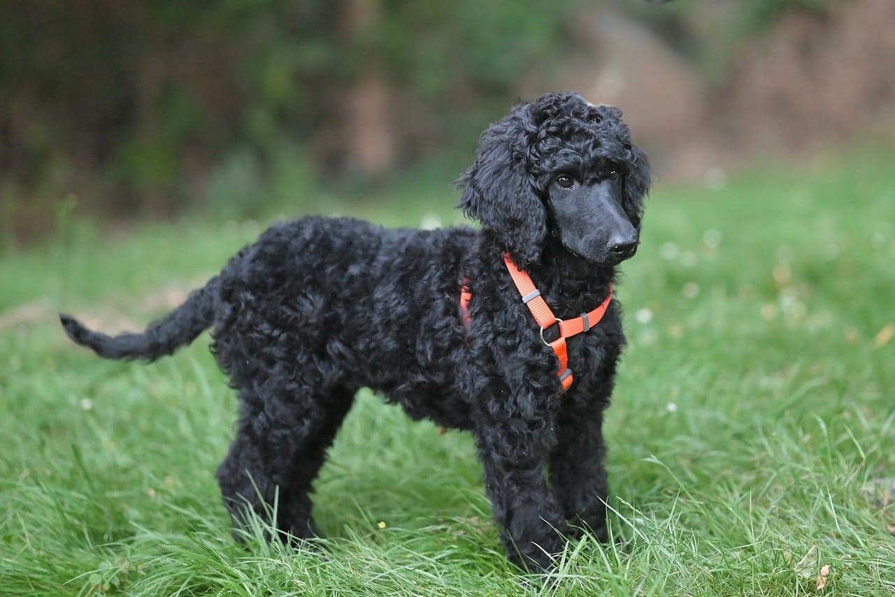 Black poodle with a freshly groomed curly coat, standing side-on on the grass
