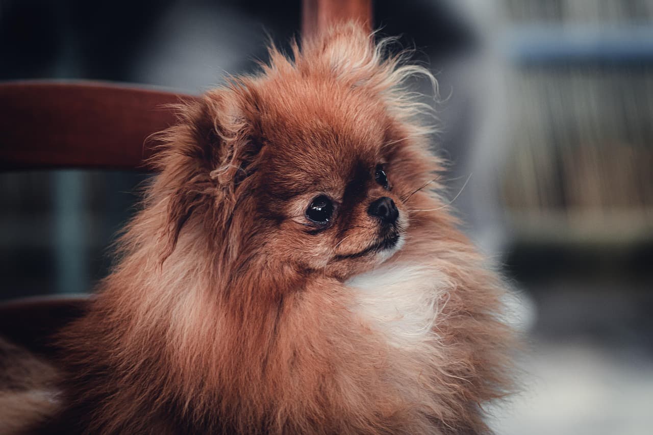 Fluffy red Pekingese with a full, brushed-out coat