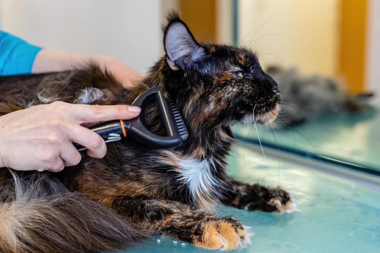 Long-haired tortoiseshell cat being brushed on the grooming table