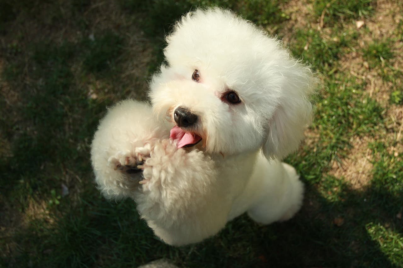 White bichon with a round, freshly groomed face and pom-pom coat