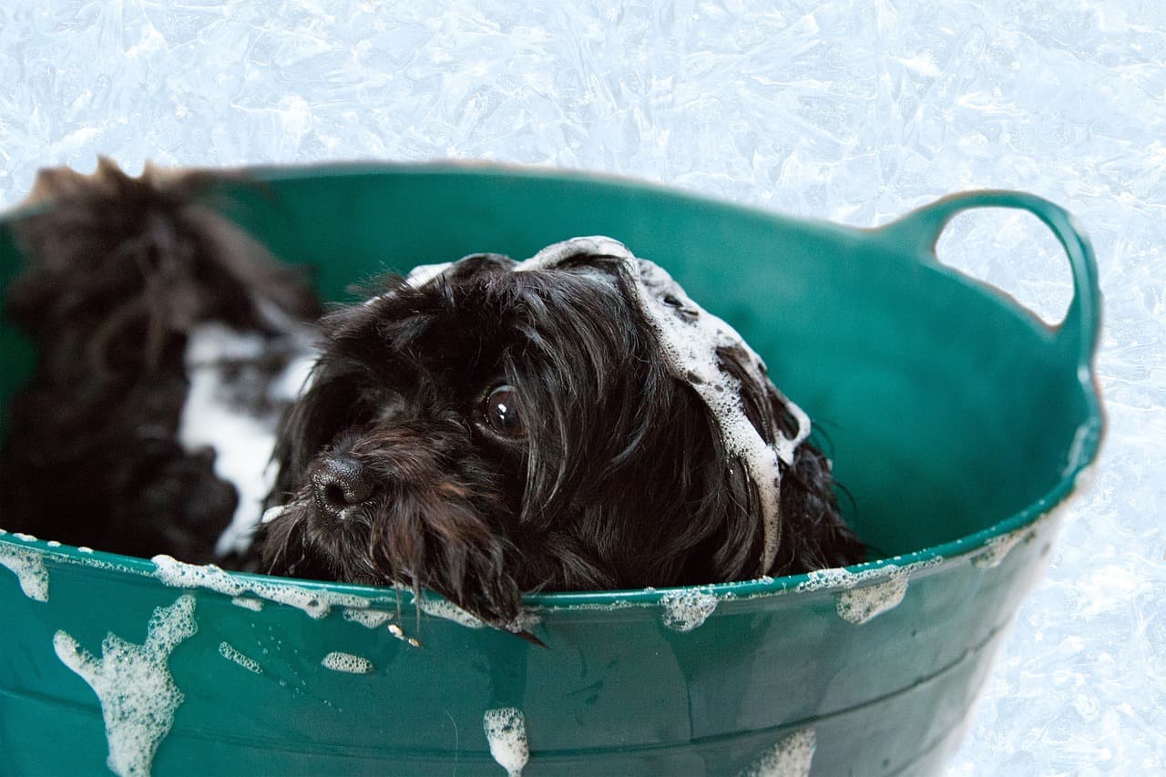 Young dark-coated dog having a bubbly bath in a green tub