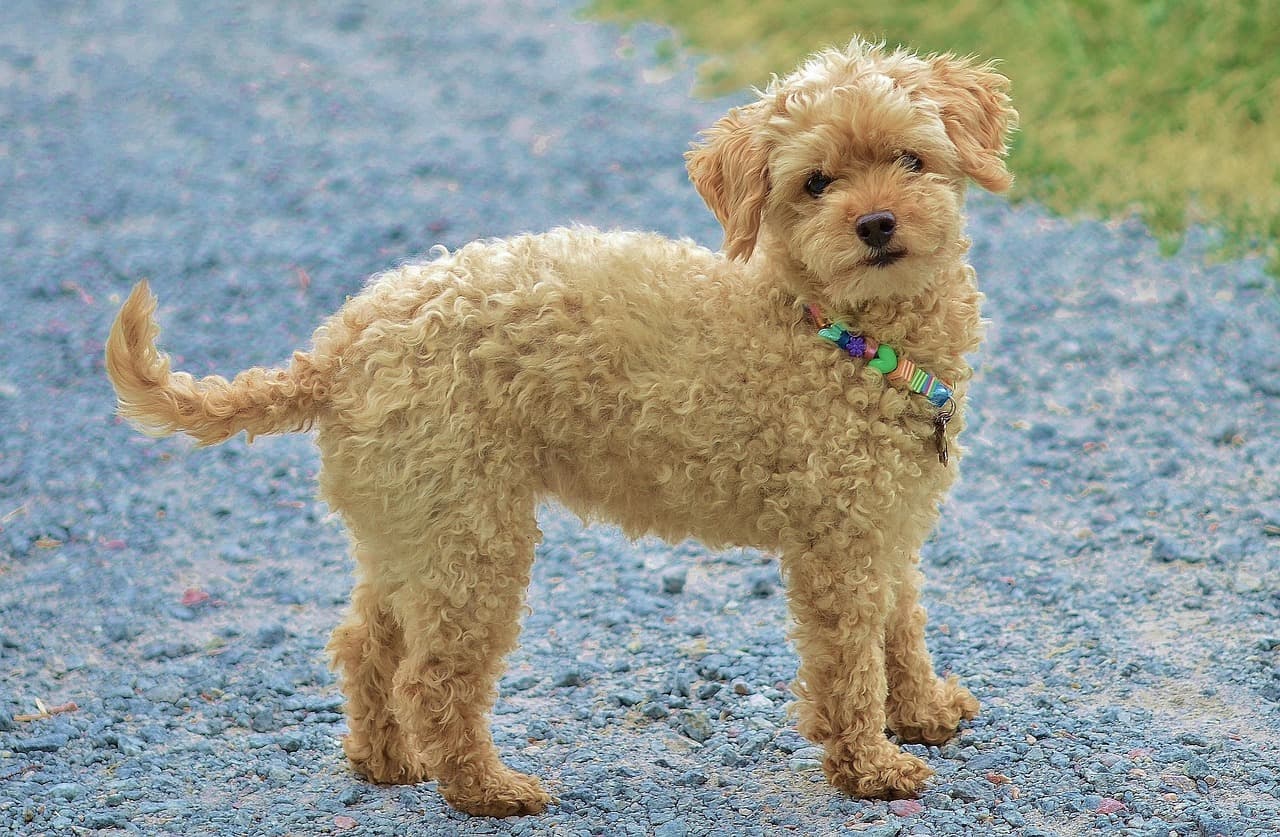 Apricot cockapoo-type dog with a neat, curly teddy coat, standing side-on and looking round