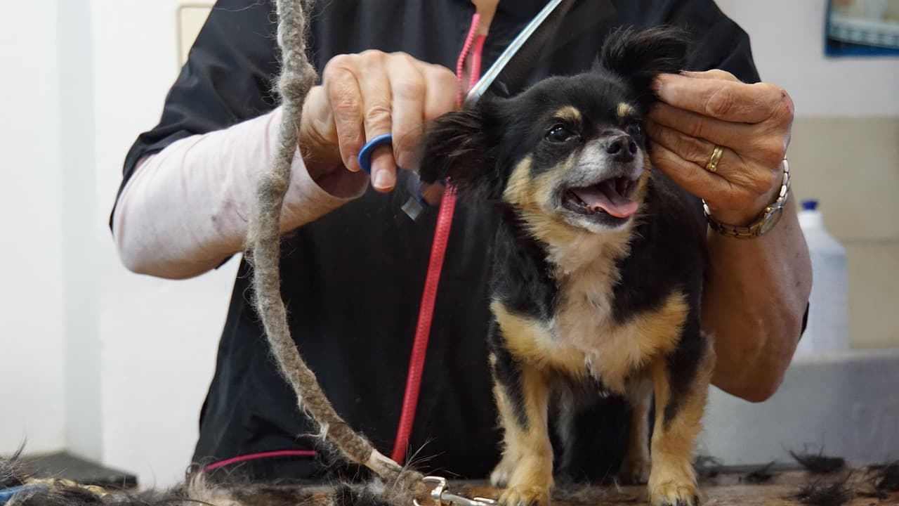 Groomer scissoring the ears of a small black and tan dog standing on the grooming table