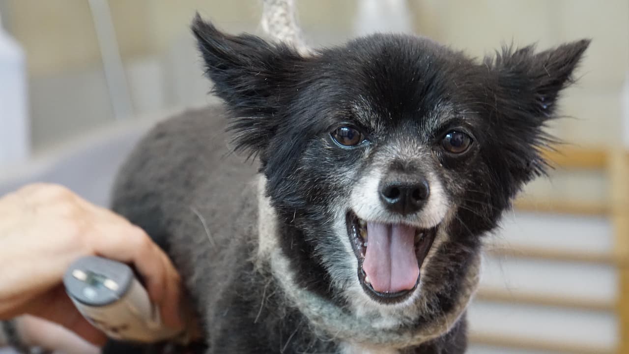 Grey-muzzled older dog looking happy and relaxed while being clipped