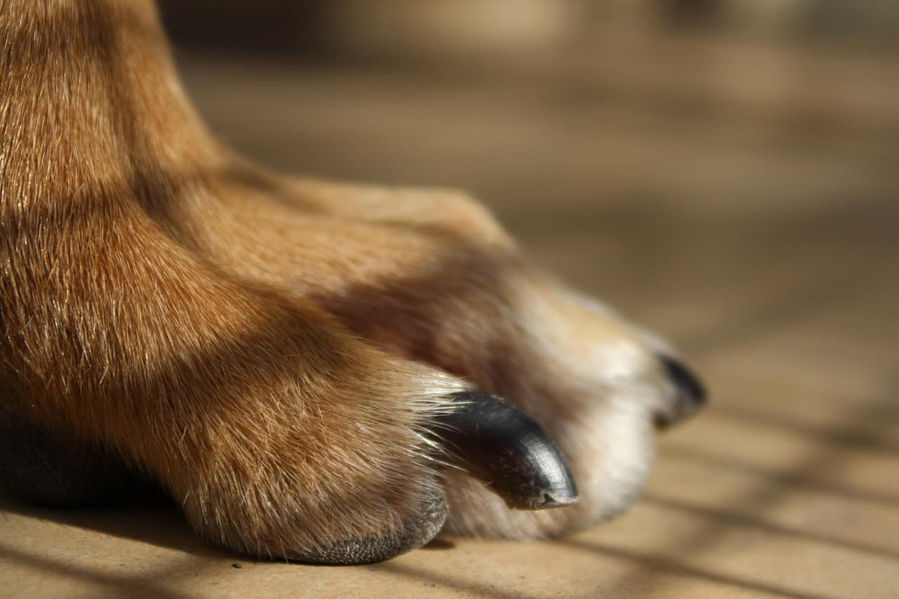 Close-up of a dog's front paw and nails on a wooden floor