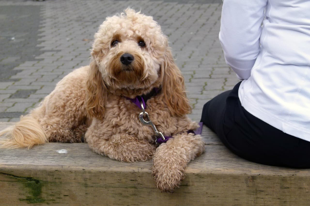 Fluffy apricot cockapoo lying on a low wall beside its owner