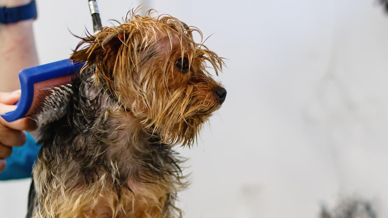 Small terrier with a wet, tousled coat being brushed out after a bath