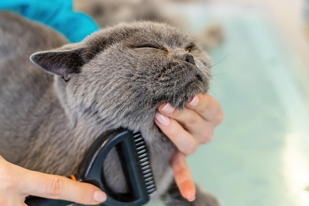 Grey cat with its eyes closed, enjoying being brushed